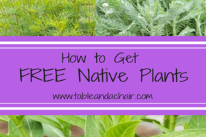 How to Get FREE Native Plants for your Garden