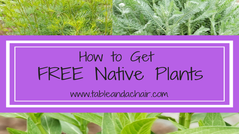 How to Get FREE Native Plants for your Garden
